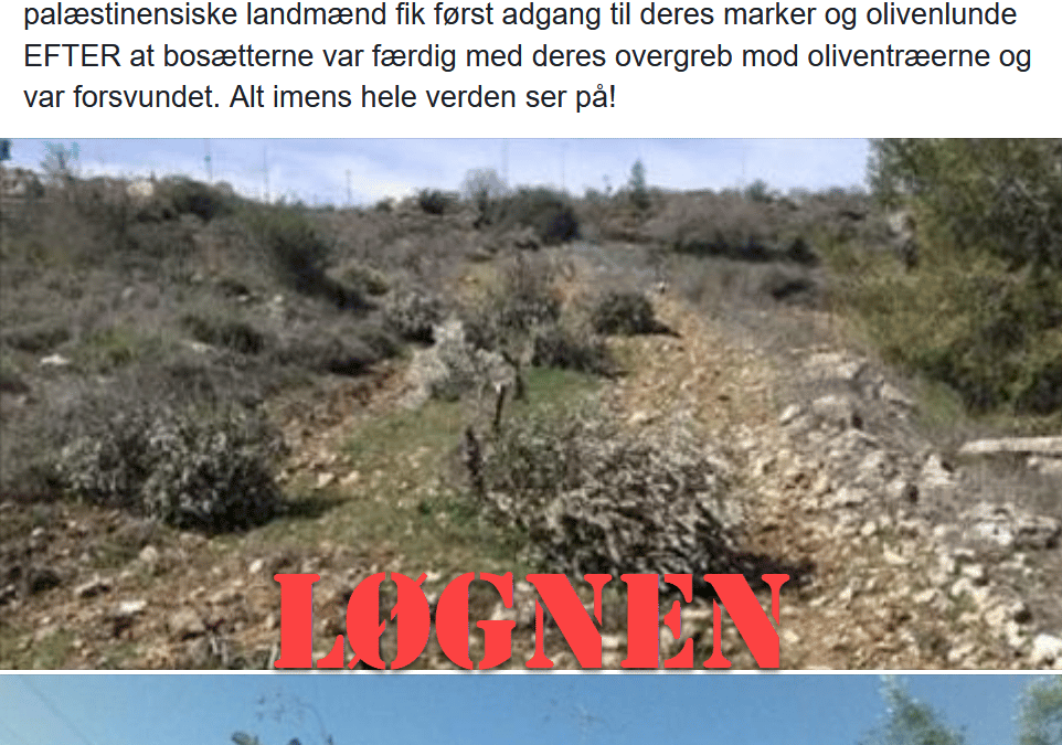Propaganda om oliventræer